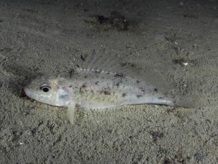 The ruffe (Gymnocephalus cernua) lies on the sandy bottom in a calm underwater environment. Dive