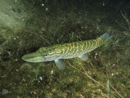 A pike (Esox lucius) lies camouflaged in overgrown ground. Dive site Wildsau, Berlingen, Lake