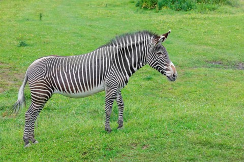 A Grévy's zebra (Equus grevyi) stands in a green meadow. Botswana