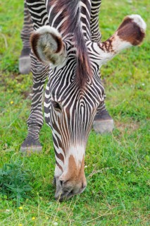 Portrait of a Grévy's zebra (Equus grevyi) grazing in a green meadow. Botswana