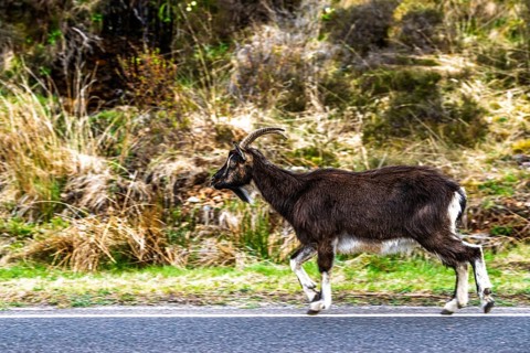 Goats over Invershiel, Loch Duich, Scotland, UK
