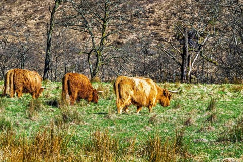 Highland Cattle, Scottish breed of rustic cattle, Highland, Scotland, UK