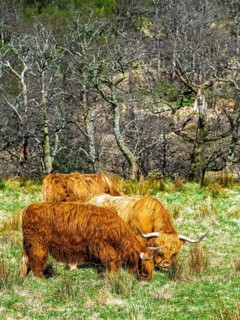 Highland Cattle, Scottish breed of rustic cattle, Highland, Scotland, UK
