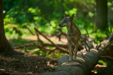 A wolf stands attentively on a fallen tree trunk in a sunny forest, Wolf (Canis lupus), summer,