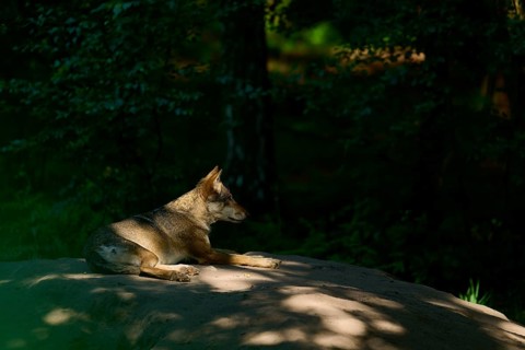 A wolf resting on a rock in a shady forest, illuminated by sunbeams, Wolf (Canis lupus), Summer,