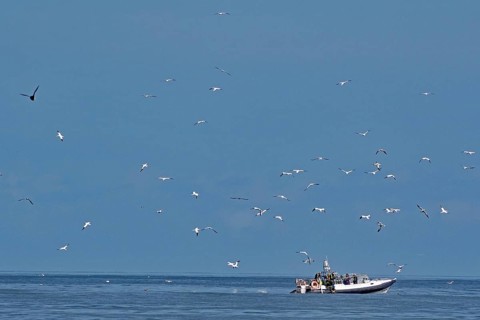 A boat on the sea surrounded by flying birds under a blue sky, boat tour, Noss, Shetland Islands,