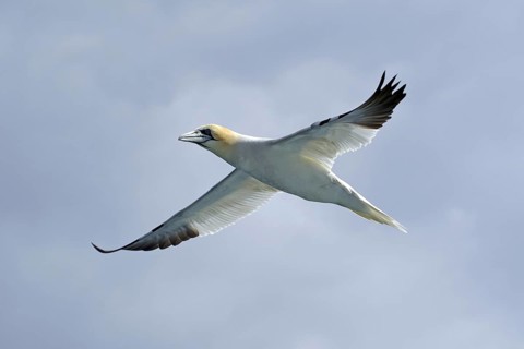 A gannet in flight against the cloudy sky, boat trip, Noss, Shetland Islands, Scotland, Great