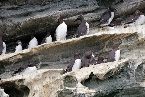 Guillemots sitting in groups on craggy rocks, boat trip, Noss, Shetland Islands, Scotland, Great