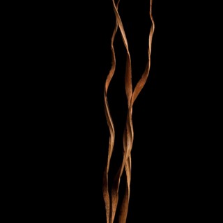 Beautiful floral decoration showcases twisted stems against a dark backdrop, enhancing the