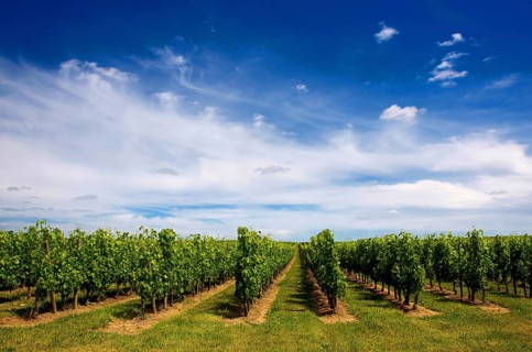 Rows of lush green grapevines stretch across the landscape of St Emilion, bathed in sunlight. The