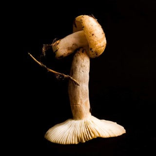 Two distinct mushrooms stand stacked in an artistic arrangement on a dark surface, highlighting