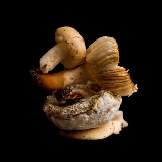 Two mushrooms are curiously stacked on top of each other, presenting a harmonious blend of shapes