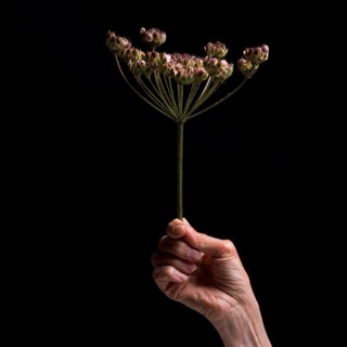 A hand gently grasps a slender flower stem with multiple small blossoms against a dark backdrop,