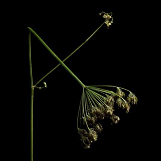 This wildflower, showcasing intricate details of its stem and blossoms, highlights nature's beauty