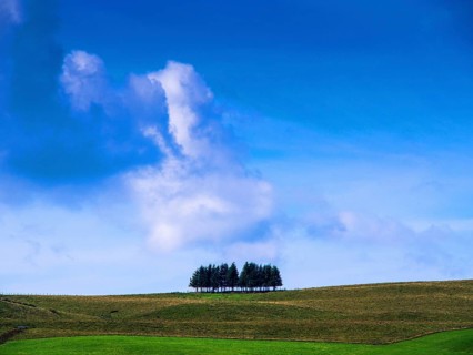A serene landscape showcases a row of trees standing prominently on a gentle hill. The sky is