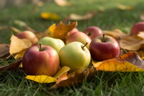 Close up of apples on grass with fallen autumn leaves. Generative AI, AI generated