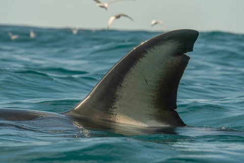 Shark fin breaking ocean surface. Symbol of fear and marine predator. Genertaive ai, AI generated