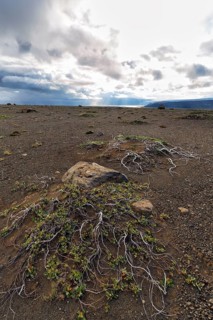 Barren stony volcanic landscape at Kjalvegur Kjölur, sparse vegetation, dramatic cloudy sky,