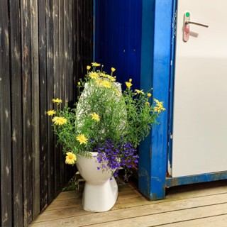Original flower pot, yellow and blue flowers, discarded toilet bowl, public toilet, toilet block,