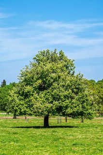 Shugborough Estate, National Trust House and garden, Great Haywood, Staffordshire, England, United