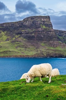 Sheeps on farms over Neist Point Lighthouse, Isle of Skye, Scotland, UK
