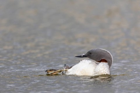 Red-throated diver (Gavia stellata) Feather care on the water, Aventdalen, Longyearbyen,