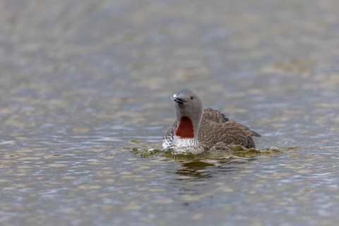 Star diver (Gavia stellata) swimming on the water, Aventdalen, Longyearbyen, Spitsbergen, Svalbard