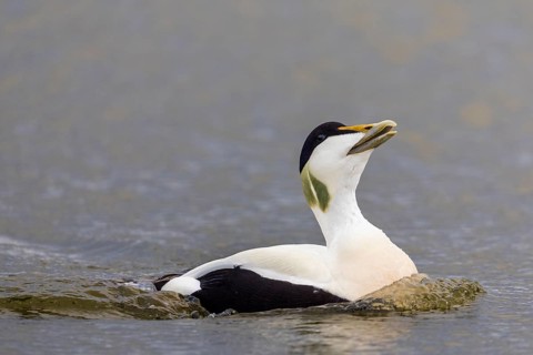 Common Eider (Somateria mollissima), drake on the water, duck birds (Anatidae), Aventdalen,