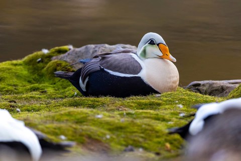 Common Eider (Somateria mollissima), drake sitting on land, duck birds (Anatidae), Aventdalen,