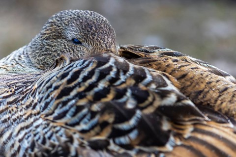 Eider duck (Somateria mollissima), hen, portrait, duck birds (Anatidae), Aventdalen, Longyearbyen,
