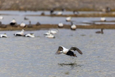 Eider duck (Somateria mollissima), drake starting to fly, duck birds (Anatidae), Aventdalen,