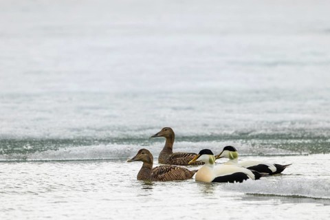 Eider duck (Somateria mollissima), group swimming at the ice edge, duck birds (Anatidae),