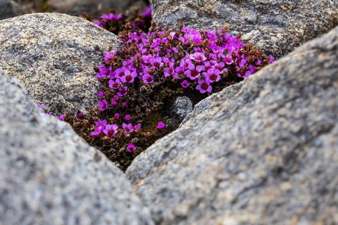 Red saxifrage (Saxifraga oppositifolia), saxifrage family (Saxifragaceae), Jotunkjeldene,