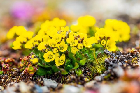 Draba, Brassiacaceae, Spitsbergen, Svalbard