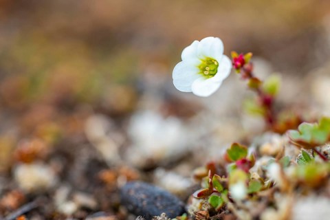 Saxifraga cernua (Saxifraga cernua), Saxifragaceae, Bamsebu, Spitsbergen, Svalbard