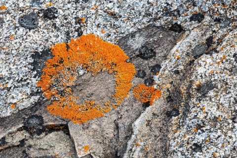 (Caloplaca biatorina), lichen, stone, Spitsbergen, Svalbard