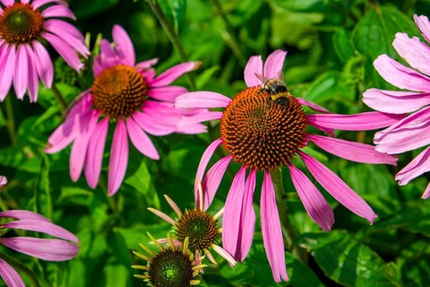 Inflorescence of the purple coneflower (Echinacea purpurea) with bumblebee