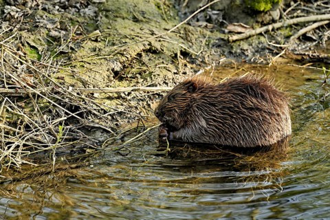 Eurasian beaver, European beaver (Castor fibre), feeding on the shore, Canton Zug, Switzerland