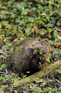 Eurasian beaver, European beaver (Castor fibre), eating leaves on the bank of a stream, Canton Zug,