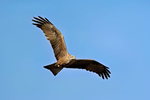 Black Kite (Milvus migrans), in flight, lower view, Flachsee nature reserve, Freiamt, Canton