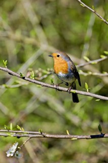 Robin (Erithacus rubecula), sitting on a branch, Flachsee nature reserve, Freiamt, Canton Aargau,