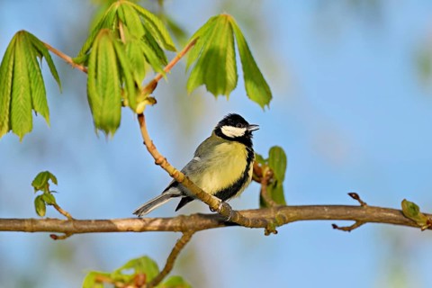 Great Tit (Parus major), singing on a branch, Flachsee nature reserve, Freiamt, Canton Aargau,