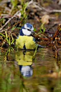 Blue tit (Cyanistes caeruleus) bathing in the shallow water of a stream, Flachsee nature reserve,