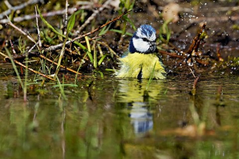Blue tit (Cyanistes caeruleus) bathing in the shallow water of a stream, Flachsee nature reserve,