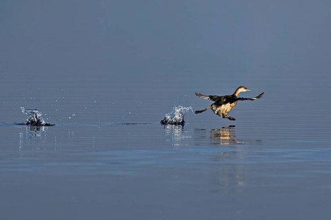 Red-breasted merganser (Mergellus albellus), adult animal walking over water, Flachsee nature