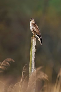 Common buzzard (Buteo buteo), standing on a post, Flachsee nature reserve, Freiamt, Canton Aargau,
