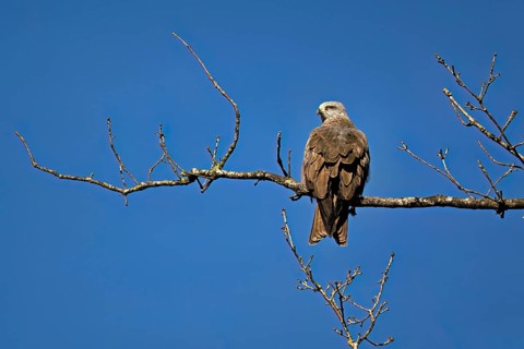 Black Kite (Milvus migrans), sitting on a branch, Flachsee nature reserve, Freiamt, Canton Aargau,
