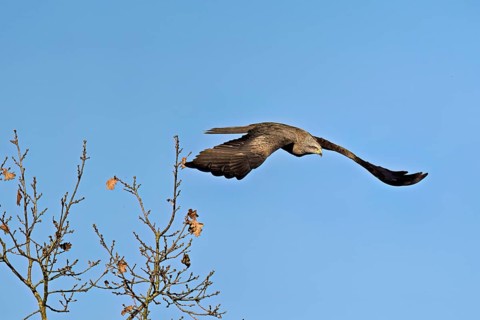Black Kite (Milvus migrans), in flight, Flachsee nature reserve, Freiamt, Canton Aargau,
