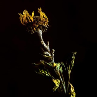 A dried sunflower stands elegantly with its withered petals and textured stem, capturing the beauty