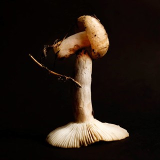 A close-up view highlights the intricate details of mushrooms, standing out against a black